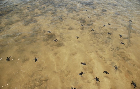 Charlotte County Welcomes Sea Turtle Nesting Season as Officials Urge Respect for Marine Life
