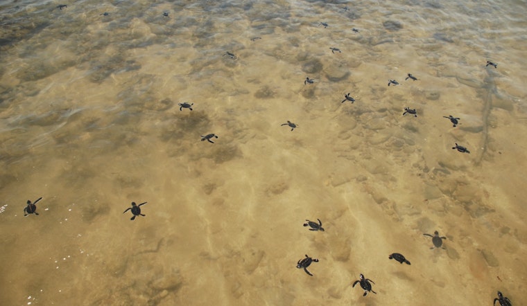 Charlotte County Welcomes Sea Turtle Nesting Season as Officials Urge Respect for Marine Life
