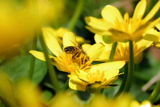 Charlotte Embodies Everyday Eco-Consciousness with Array of Green Initiatives Ahead of Earth Day