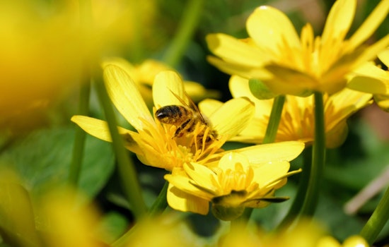 Charlotte Embodies Everyday Eco-Consciousness with Array of Green Initiatives Ahead of Earth Day