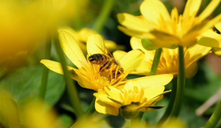 Charlotte Embodies Everyday Eco-Consciousness with Array of Green Initiatives Ahead of Earth Day