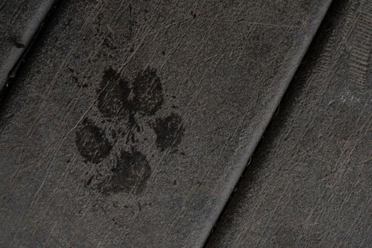 Charlotte Resident Embroiled in Extortion Drama Over Stolen French Bulldog