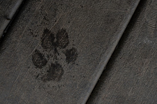 Charlotte Resident Embroiled in Extortion Drama Over Stolen French Bulldog