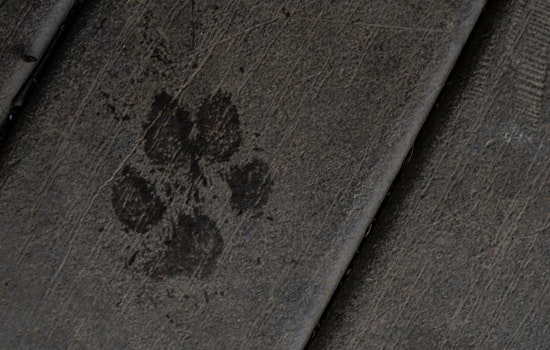Charlotte Resident Embroiled in Extortion Drama Over Stolen French Bulldog