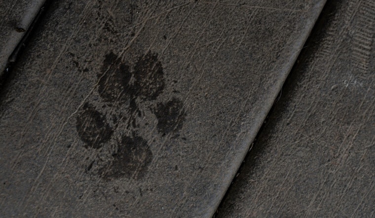 Charlotte Resident Embroiled in Extortion Drama Over Stolen French Bulldog