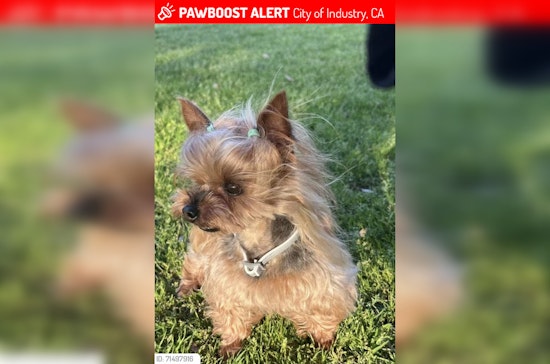 City of Industry Owner Offers $2K Reward for Return of Stolen Yorkie with Health Needs from Parked Tesla