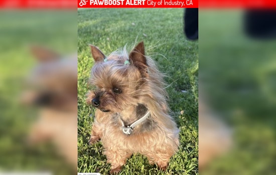City of Industry Owner Offers $2K Reward for Return of Stolen Yorkie with Health Needs from Parked Tesla