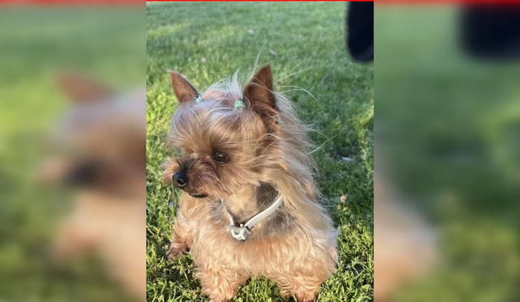 City of Industry Owner Offers $2K Reward for Return of Stolen Yorkie with Health Needs from Parked Tesla