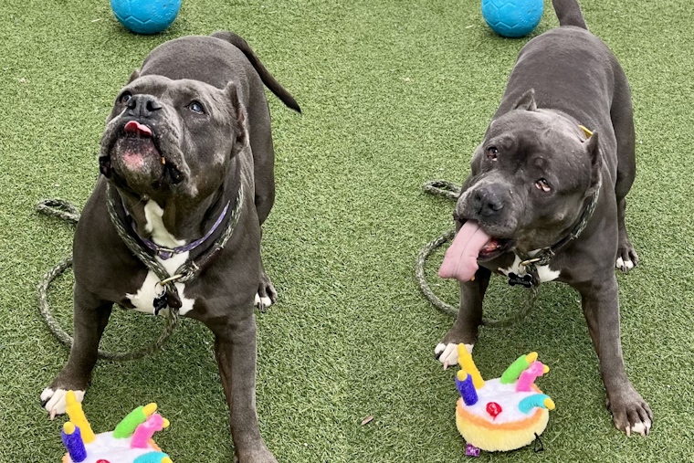 Cleveland Police First District Partners with City Dogs Cleveland to Highlight Adoptable Pooch Lavender