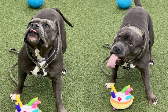 Cleveland Police First District Partners with City Dogs Cleveland to Highlight Adoptable Pooch Lavender