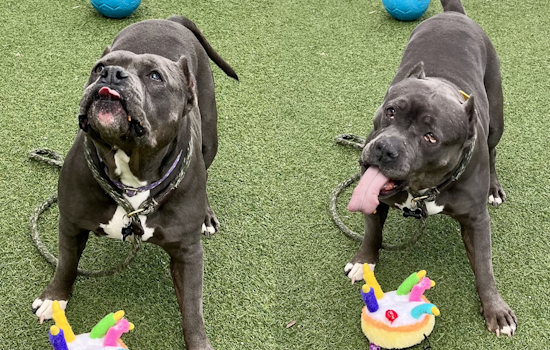 Cleveland Police First District Partners with City Dogs Cleveland to Highlight Adoptable Pooch Lavender