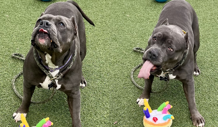 Cleveland Police First District Partners with City Dogs Cleveland to Highlight Adoptable Pooch Lavender