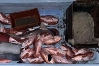 Coast Guard Detains 12 Suspected of Illegal Fishing Off South Texas Coast, Seizes 1,400 Pounds of Fish and Sharks