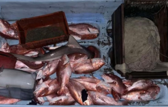 Coast Guard Detains 12 Suspected of Illegal Fishing Off South Texas Coast, Seizes 1,400 Pounds of Fish and Sharks