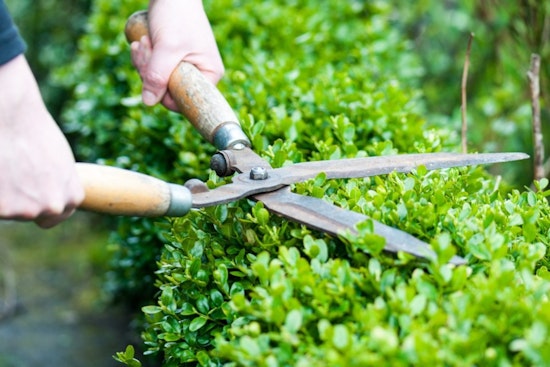 Collierville Emphasizes Yard Maintenance Regulations for Community Appeal and Safety