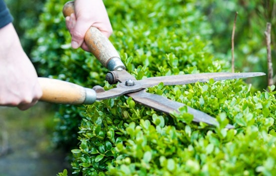 Collierville Emphasizes Yard Maintenance Regulations for Community Appeal and Safety