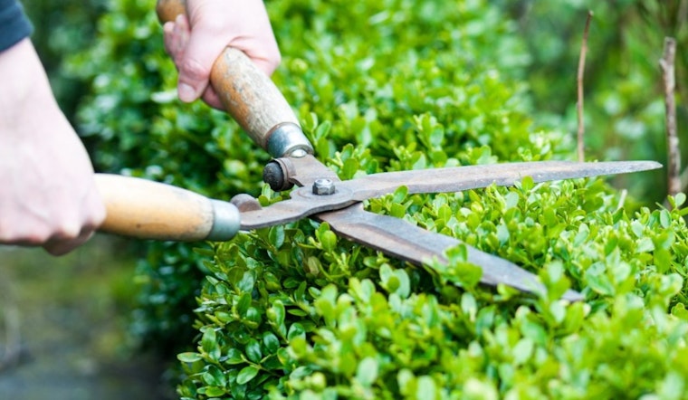 Collierville Emphasizes Yard Maintenance Regulations for Community Appeal and Safety