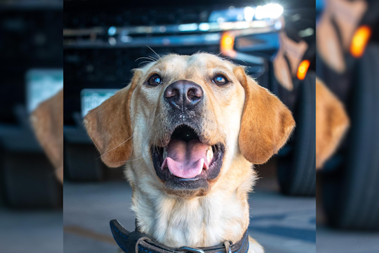 Colorado Springs K9s Nyx and Blue to Receive Protective Vests in Community-Backed Initiative