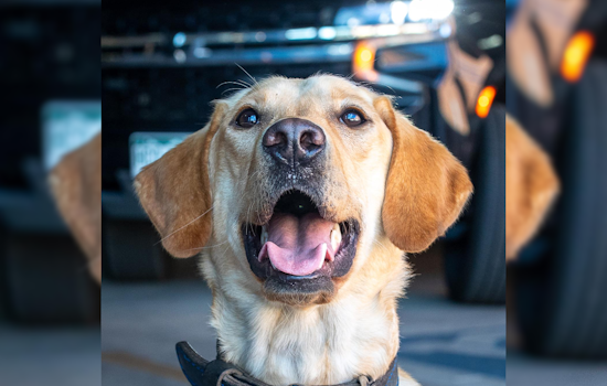 Colorado Springs K9s Nyx and Blue to Receive Protective Vests in Community-Backed Initiative