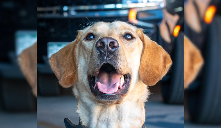 Colorado Springs K9s Nyx and Blue to Receive Protective Vests in Community-Backed Initiative