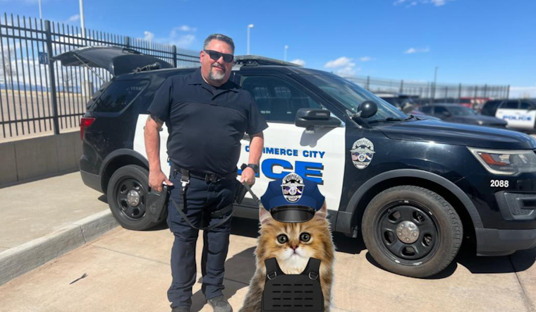 Commerce City Police's Playful April Fool's Prank: Introducing a Faux "Feline Unit" to the Force