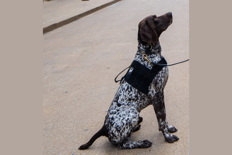Community Unites to Find Missing Government-Issued K9 Near Joshua, Texas Schools