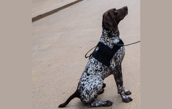 Community Unites to Find Missing Government-Issued K9 Near Joshua, Texas Schools