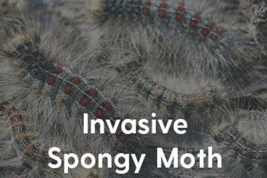 Coon Rapids Faces Emergency Quarantine as Aerial Spraying Canceled Amid Spongy Moth Threat