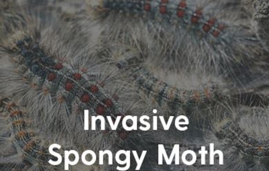 Coon Rapids Faces Emergency Quarantine as Aerial Spraying Canceled Amid Spongy Moth Threat