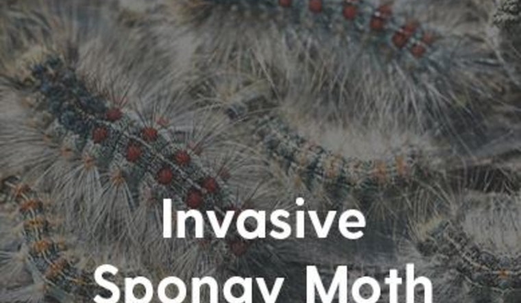 Coon Rapids Faces Emergency Quarantine as Aerial Spraying Canceled Amid Spongy Moth Threat