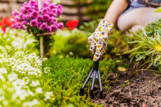 Cultivate Your Green Thumb at the Spring Plant and Herb Festival in Cabarrus County