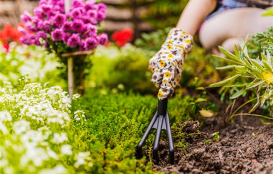 Cultivate Your Green Thumb at the Spring Plant and Herb Festival in Cabarrus County