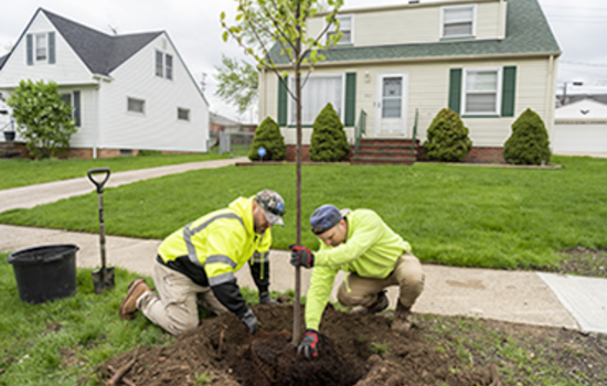 Cuyahoga County Enhances Climate Fight with $4.75M in Healthy Urban Tree Canopy Grants