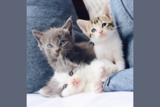 Dallas Animal Services Seeks Fosters During Kitten Season, Hosts Training and Mega Adoption Event