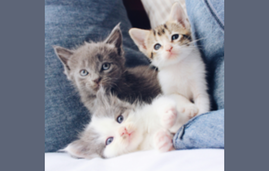 Dallas Animal Services Seeks Fosters During Kitten Season, Hosts Training and Mega Adoption Event