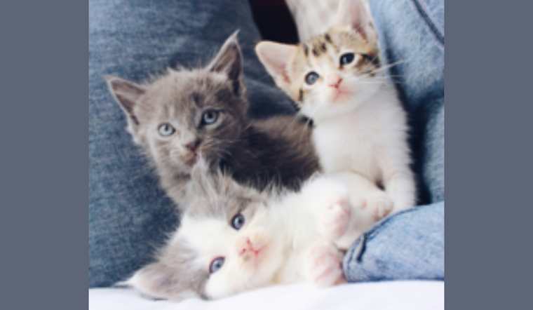 Dallas Animal Services Seeks Fosters During Kitten Season, Hosts Training and Mega Adoption Event