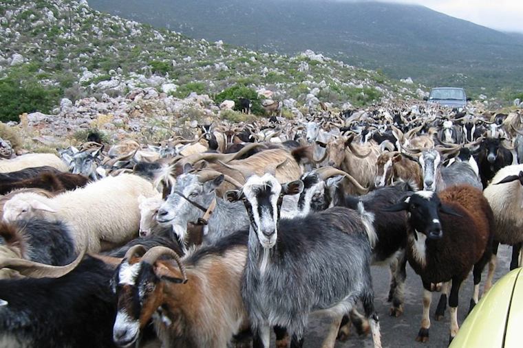 Dallas Deploys Herd of 250 Goats to Combat Invasive Species in Greenbelt Restoration Effort
