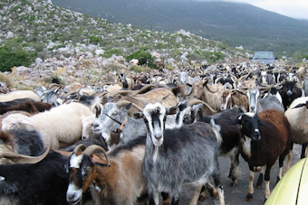 Dallas Deploys Herd of 250 Goats to Combat Invasive Species in Greenbelt Restoration Effort