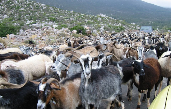 Dallas Deploys Herd of 250 Goats to Combat Invasive Species in Greenbelt Restoration Effort