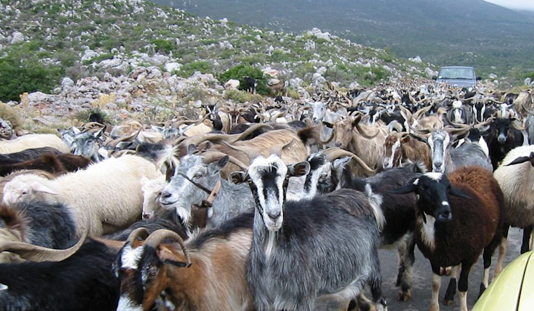 Dallas Deploys Herd of 250 Goats to Combat Invasive Species in Greenbelt Restoration Effort