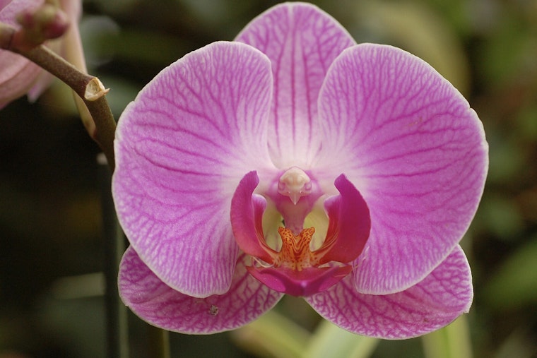 Desert Botanical Garden in Phoenix Unveils 'Orchid Fever,' a Must-See Indoor Orchid Showcase