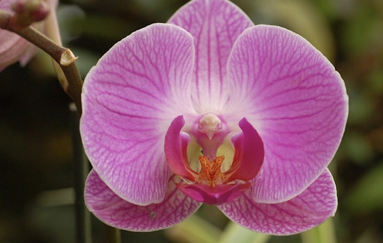 Desert Botanical Garden in Phoenix Unveils 'Orchid Fever,' a Must-See Indoor Orchid Showcase