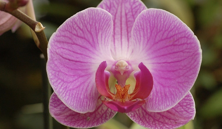 Desert Botanical Garden in Phoenix Unveils 'Orchid Fever,' a Must-See Indoor Orchid Showcase