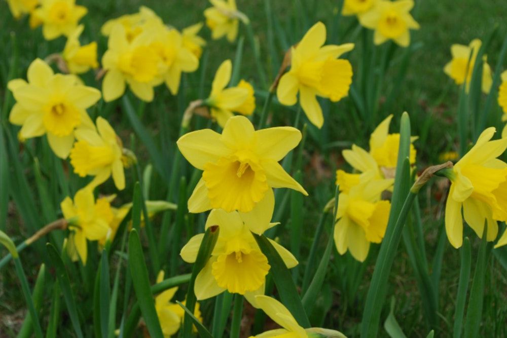 Detroit Blooms with 4 Million Daffodils, A Celebration of Spring and City's Resilience
