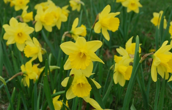 Detroit Blooms with 4 Million Daffodils, A Celebration of Spring and City's Resilience