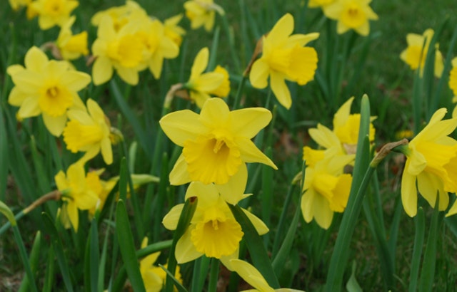 Detroit Blooms with 4 Million Daffodils, A Celebration of Spring and City's Resilience