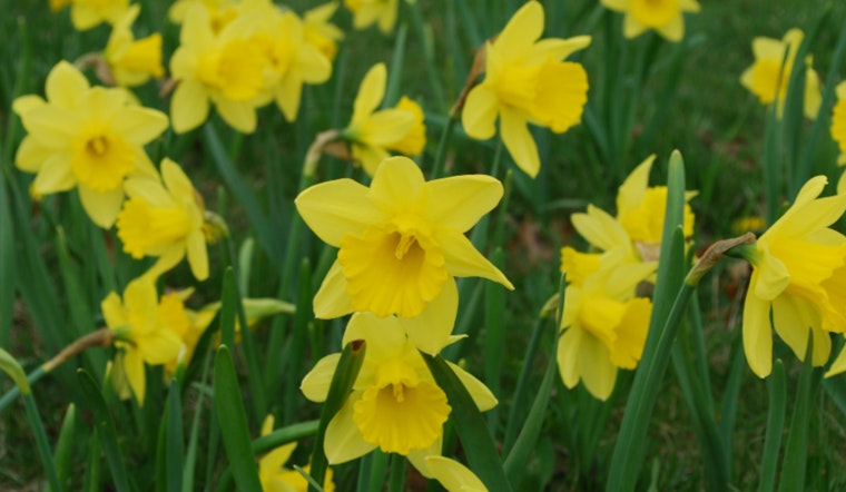 Detroit Blooms with 4 Million Daffodils, A Celebration of Spring and City's Resilience