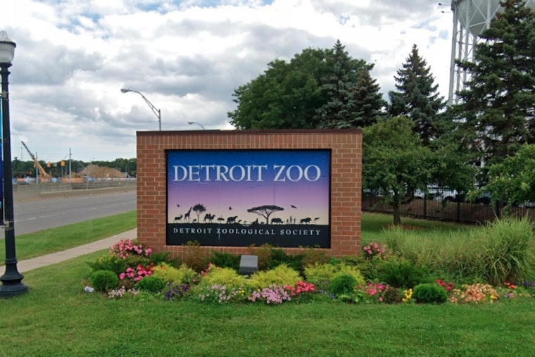 Detroit Zoo Bids Farewell to Beloved Bactrian Camel Rusty After 16 Years