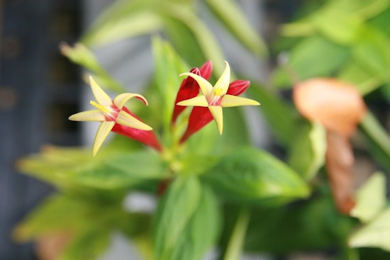 Discover the Resilient Beauty of Spigelia Marilandica at Knoxville and Jackson's UT Gardens