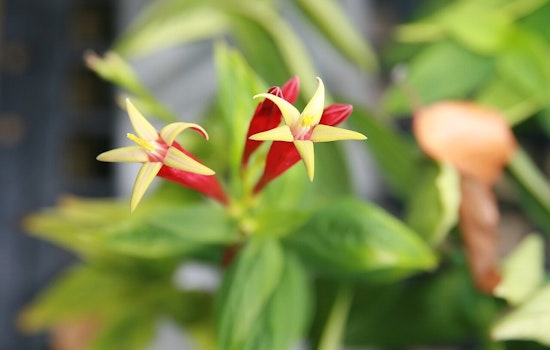 Discover the Resilient Beauty of Spigelia Marilandica at Knoxville and Jackson's UT Gardens